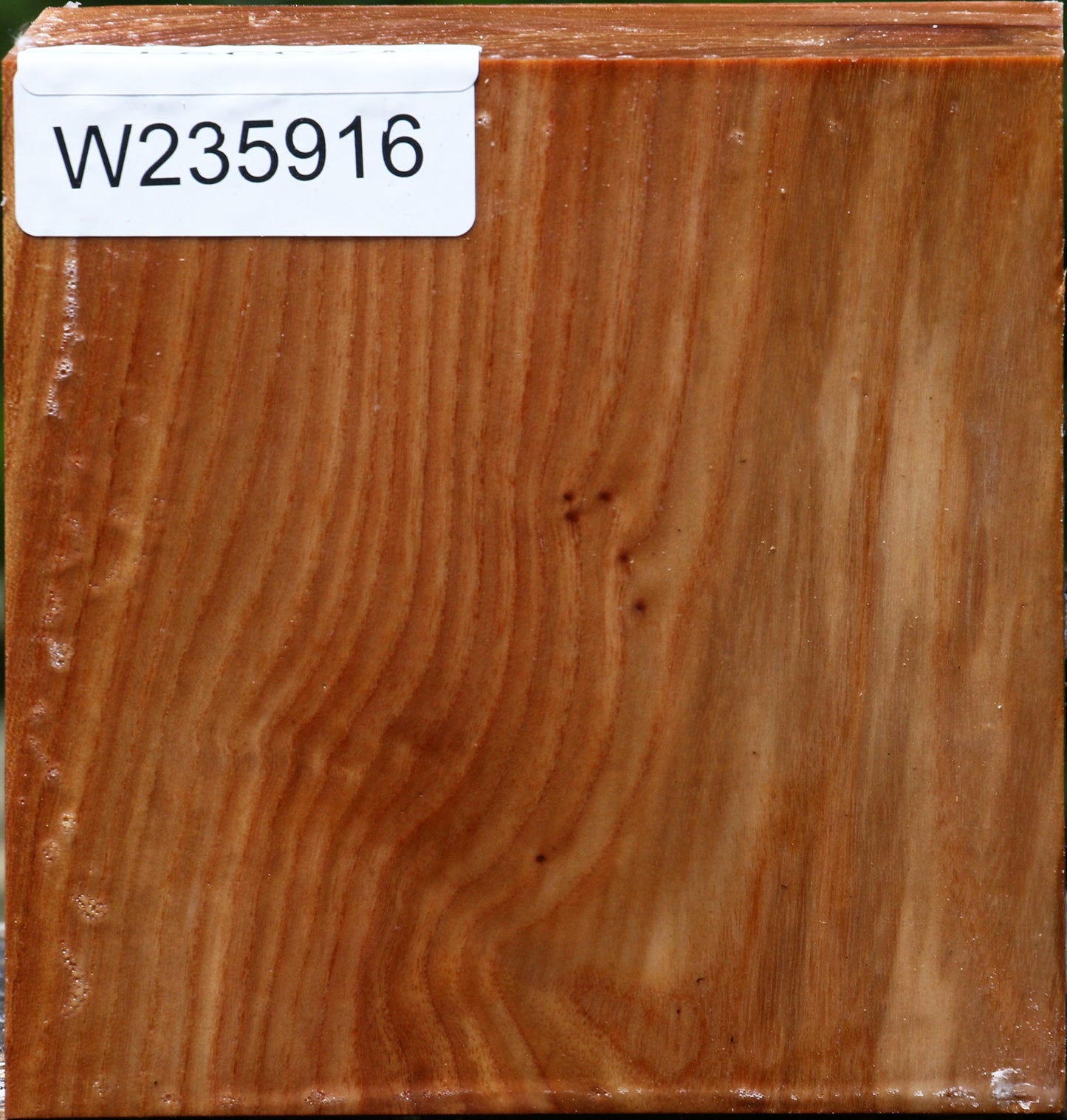 Chinese Elm Bowl Blank