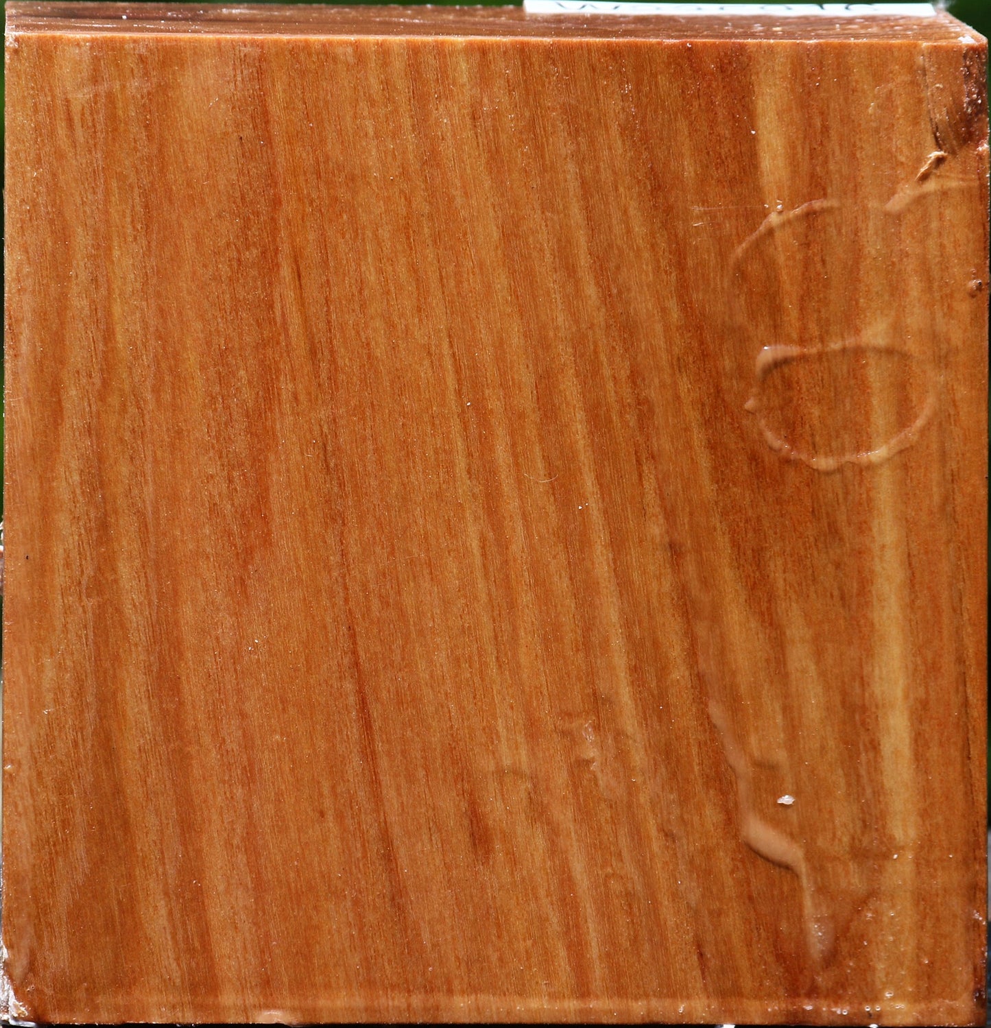 Chinese Elm Bowl Blank