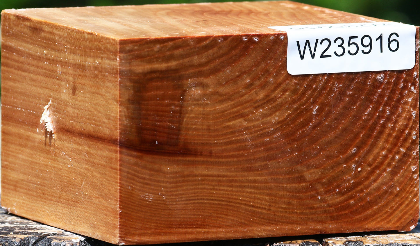 Chinese Elm Bowl Blank