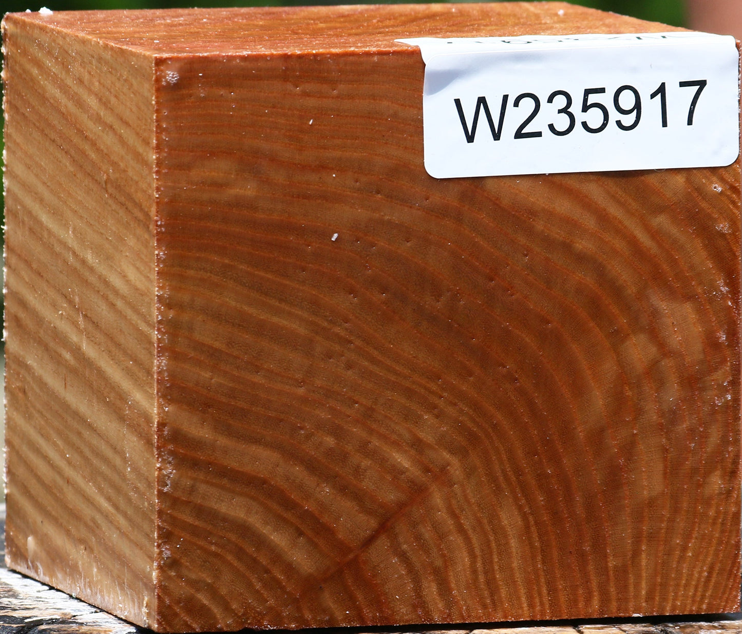 Chinese Elm Bowl Blank