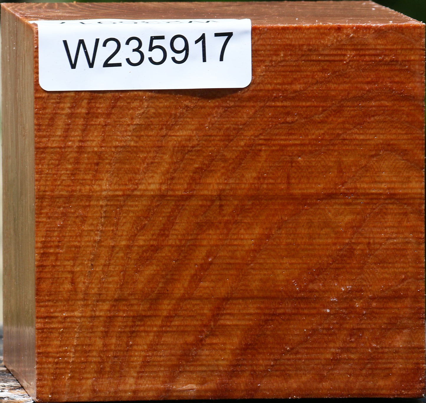 Chinese Elm Bowl Blank