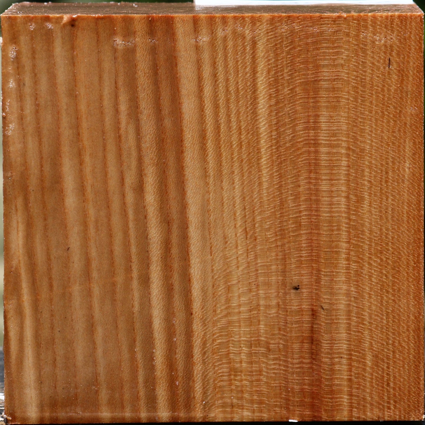 Chinese Elm Bowl Blank