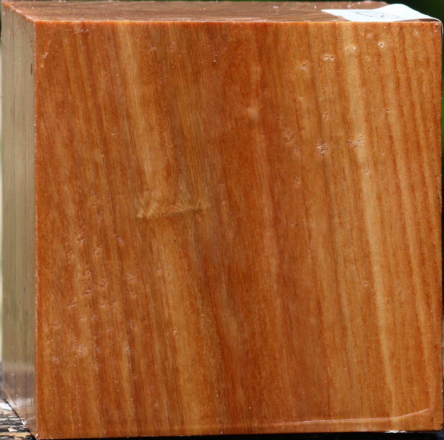 Chinese Elm Bowl Blank