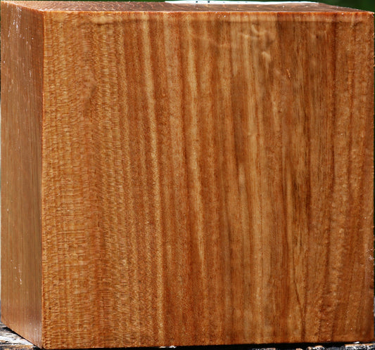 Chinese Elm Bowl Blank