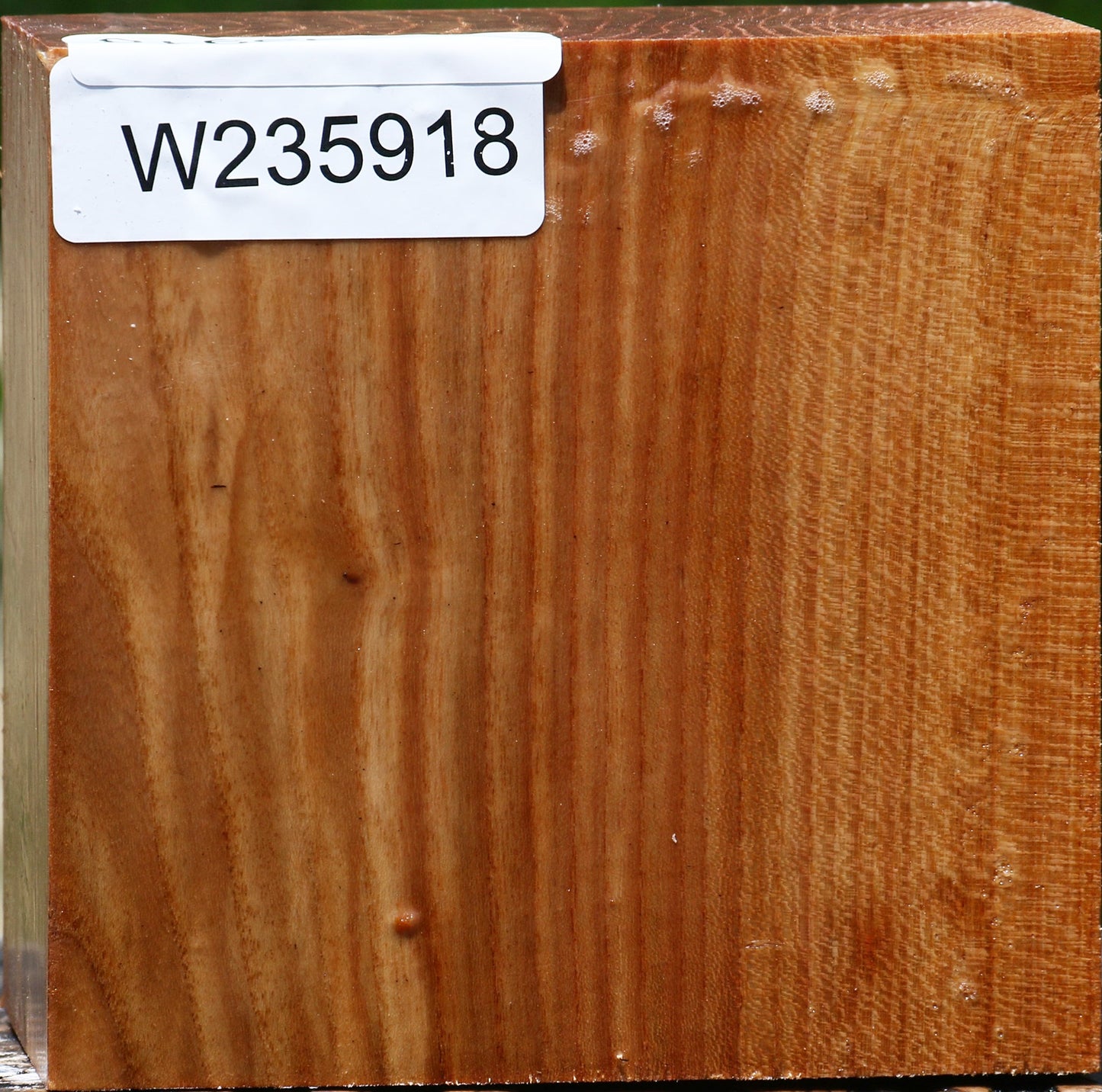 Chinese Elm Bowl Blank