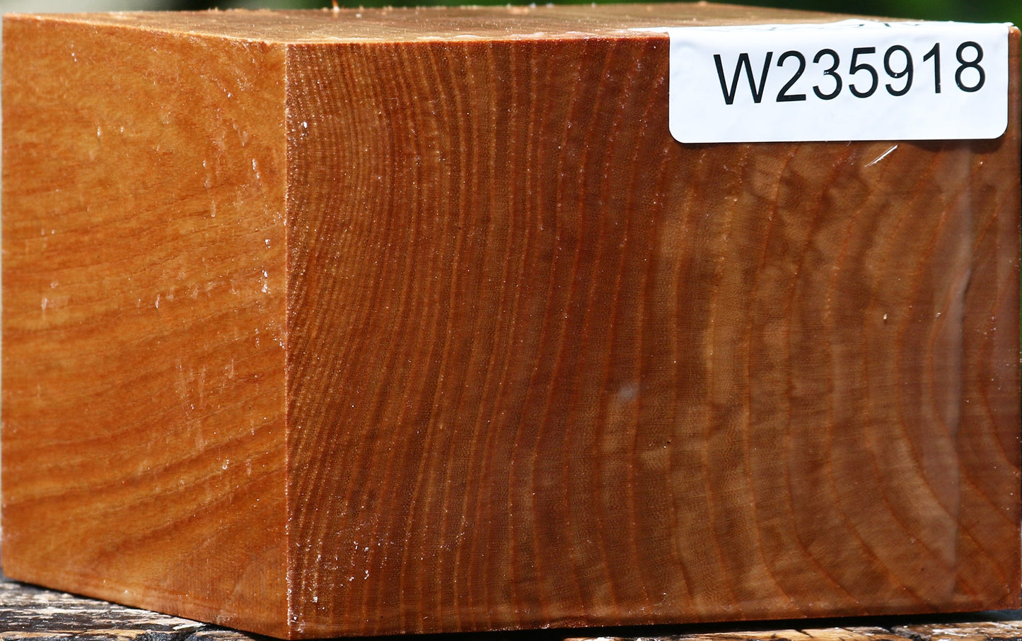 Chinese Elm Bowl Blank