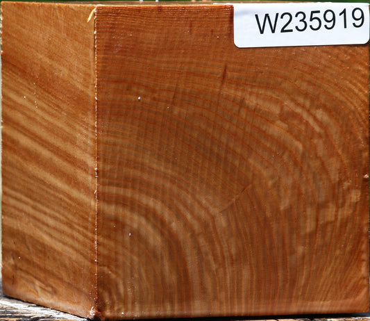 Chinese Elm Bowl Blank