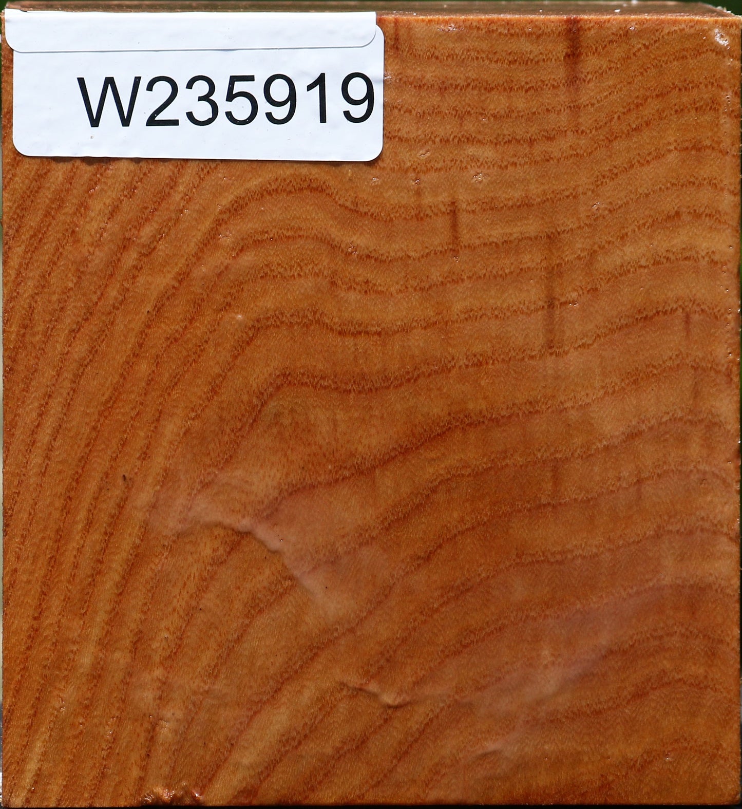 Chinese Elm Bowl Blank