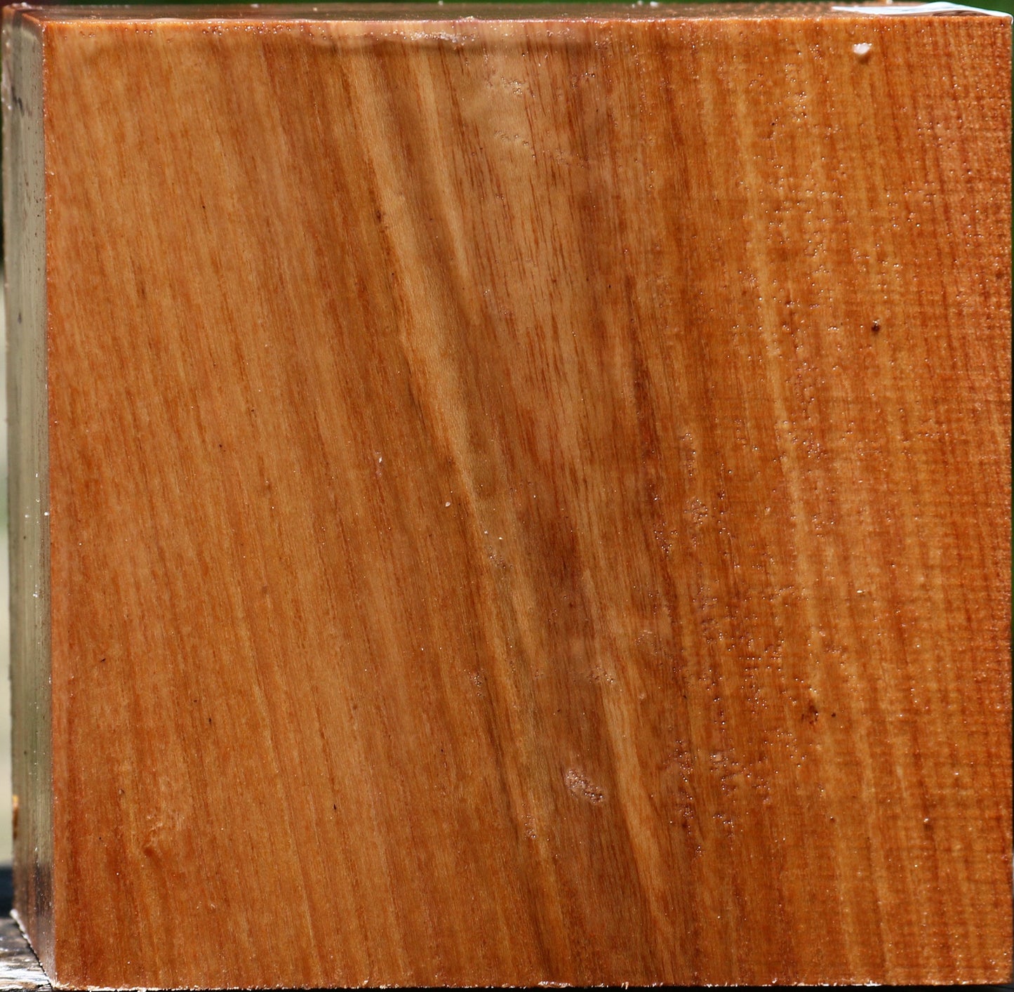 Chinese Elm Bowl Blank