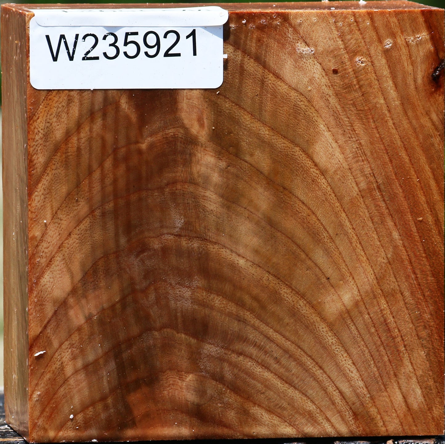 Extra Fancy Chinese Elm Bowl Blank