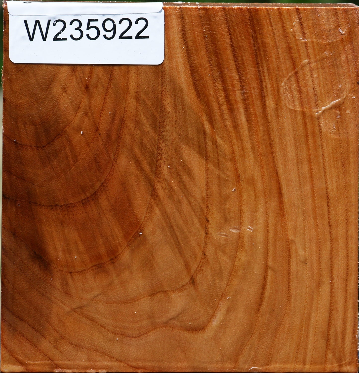 Chinese Elm Bowl Blank