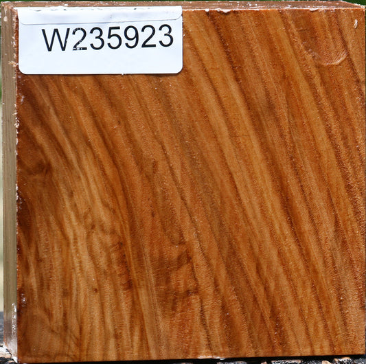 Chinese Elm Bowl Blank