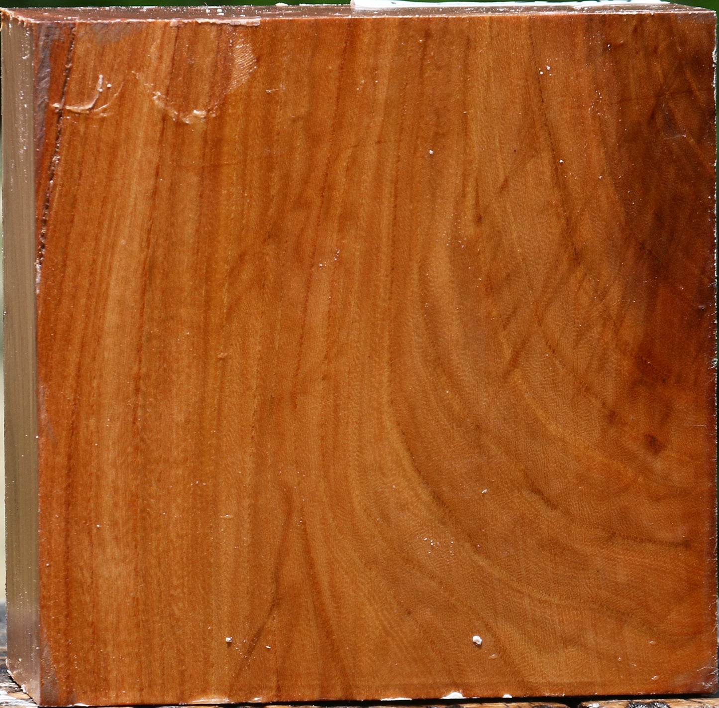 Chinese Elm Bowl Blank