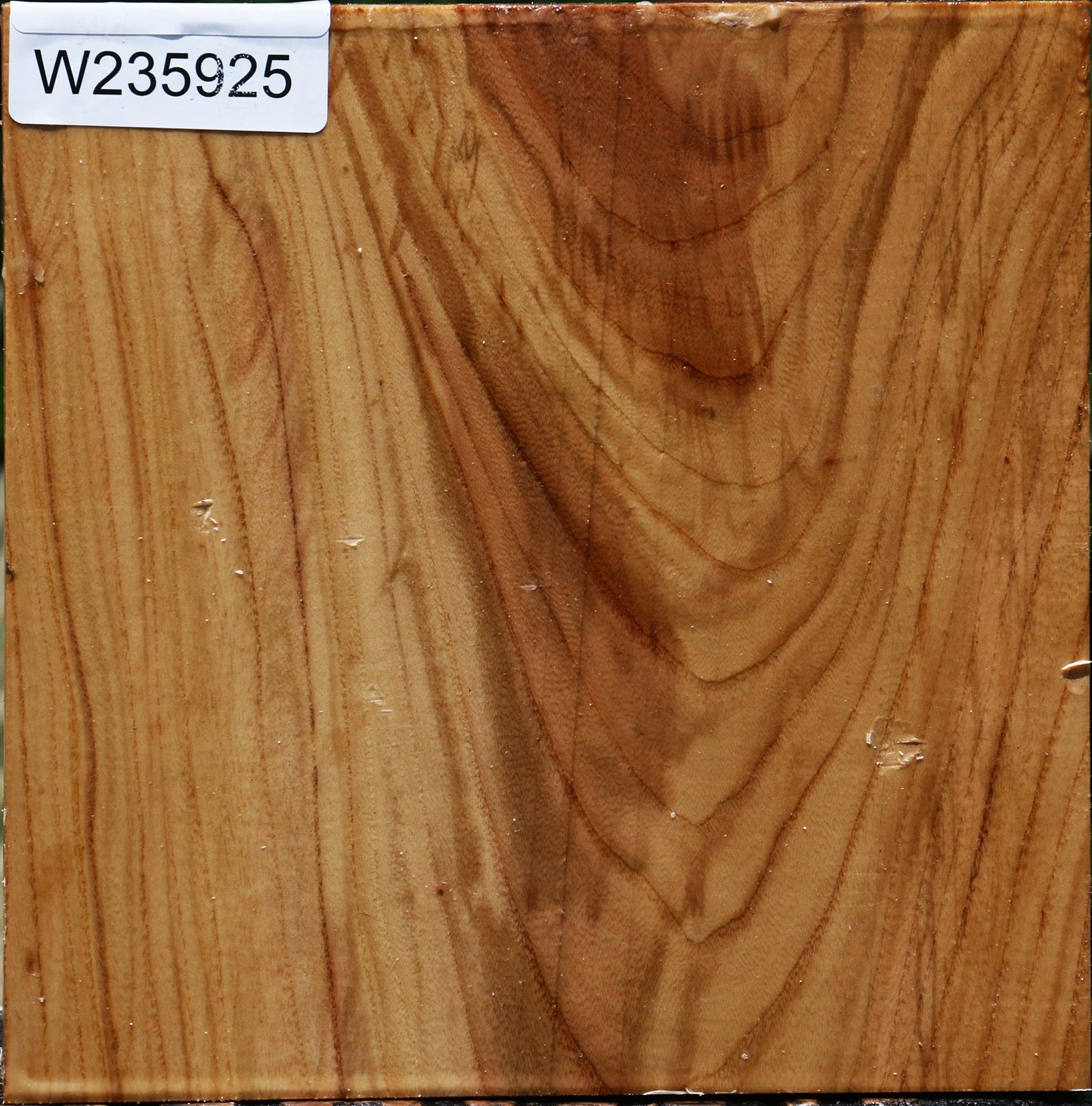 Chinese Elm Bowl Blank