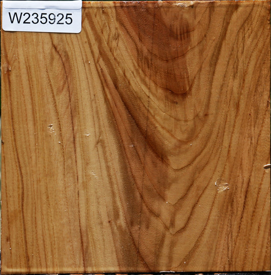 Chinese Elm Bowl Blank