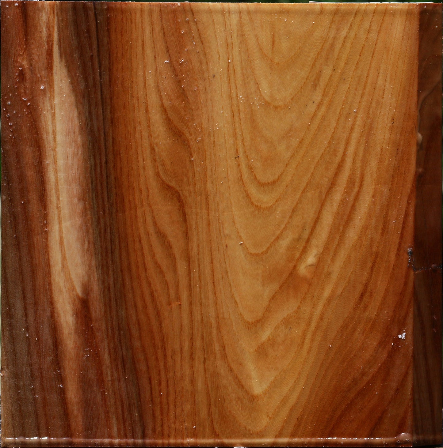 Chinese Elm Bowl Blank