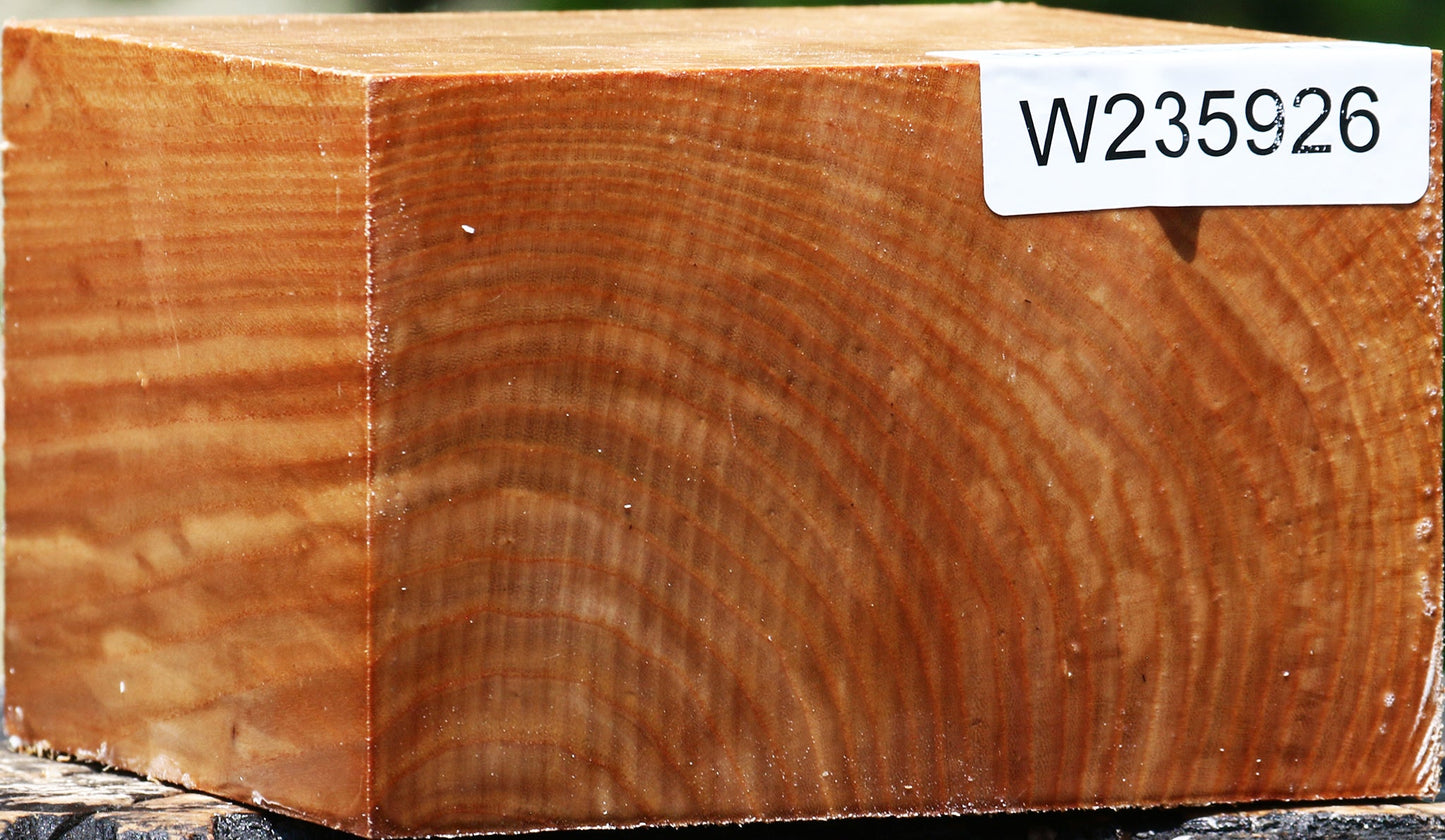 Chinese Elm Bowl Blank