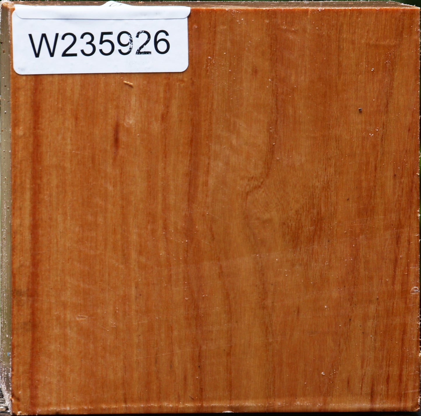 Chinese Elm Bowl Blank