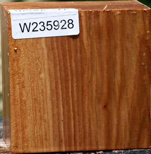 Chinese Elm Bowl Blank