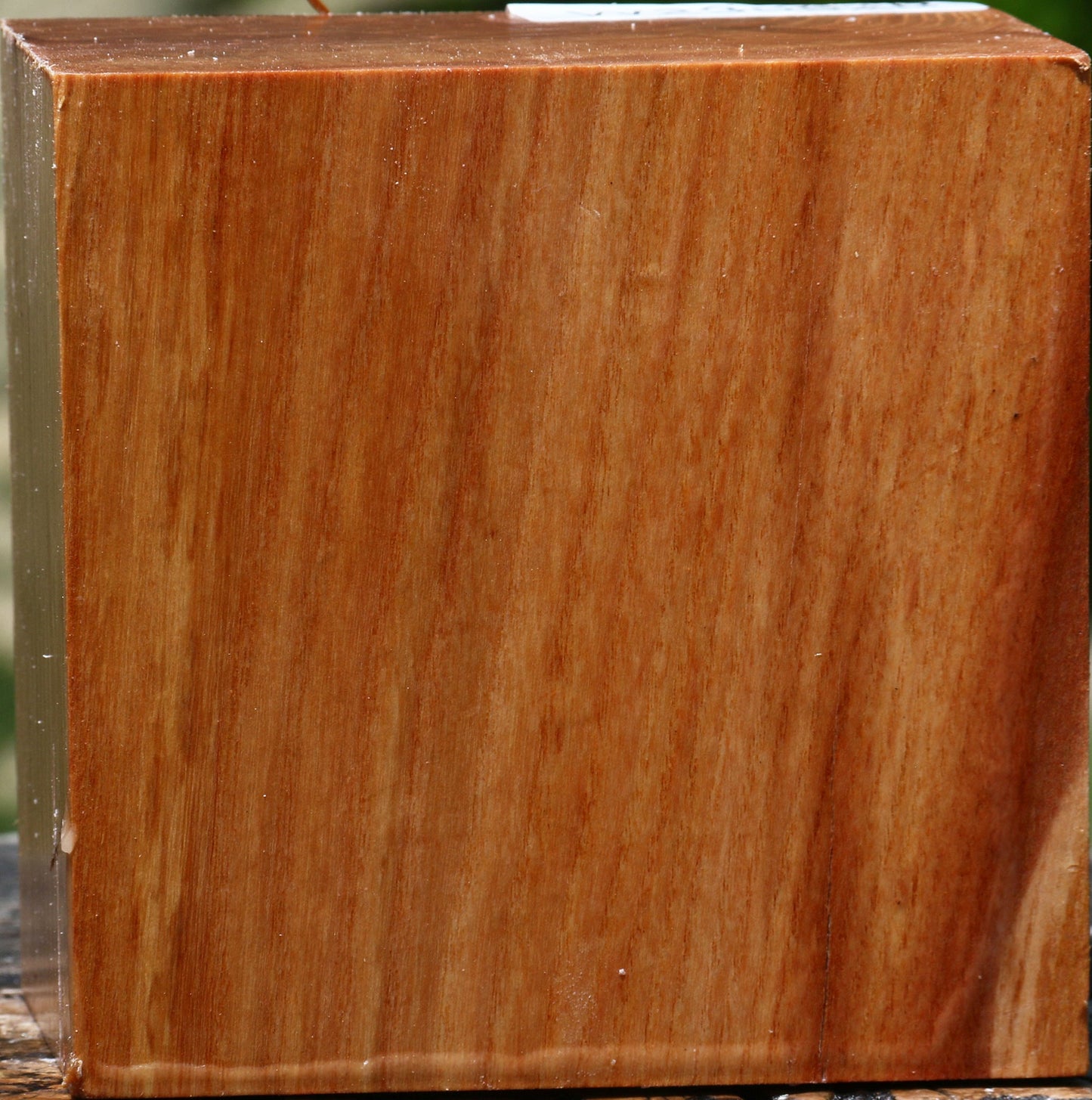 Chinese Elm Bowl Blank