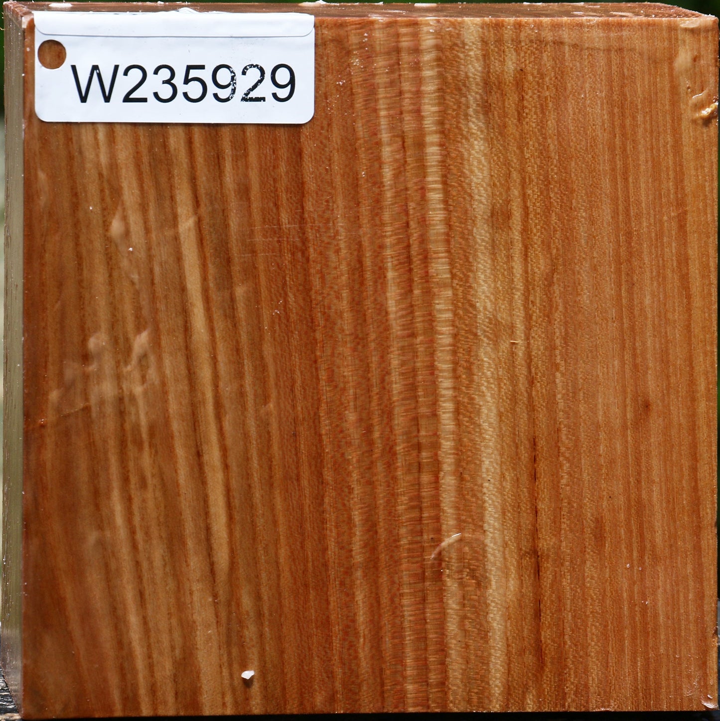 Chinese Elm Bowl Blank