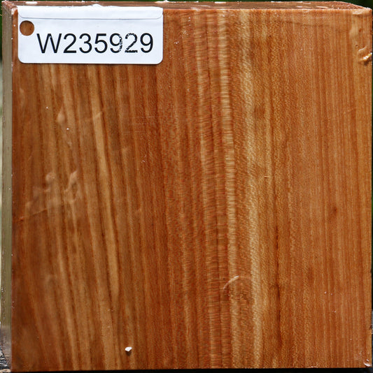 Chinese Elm Bowl Blank