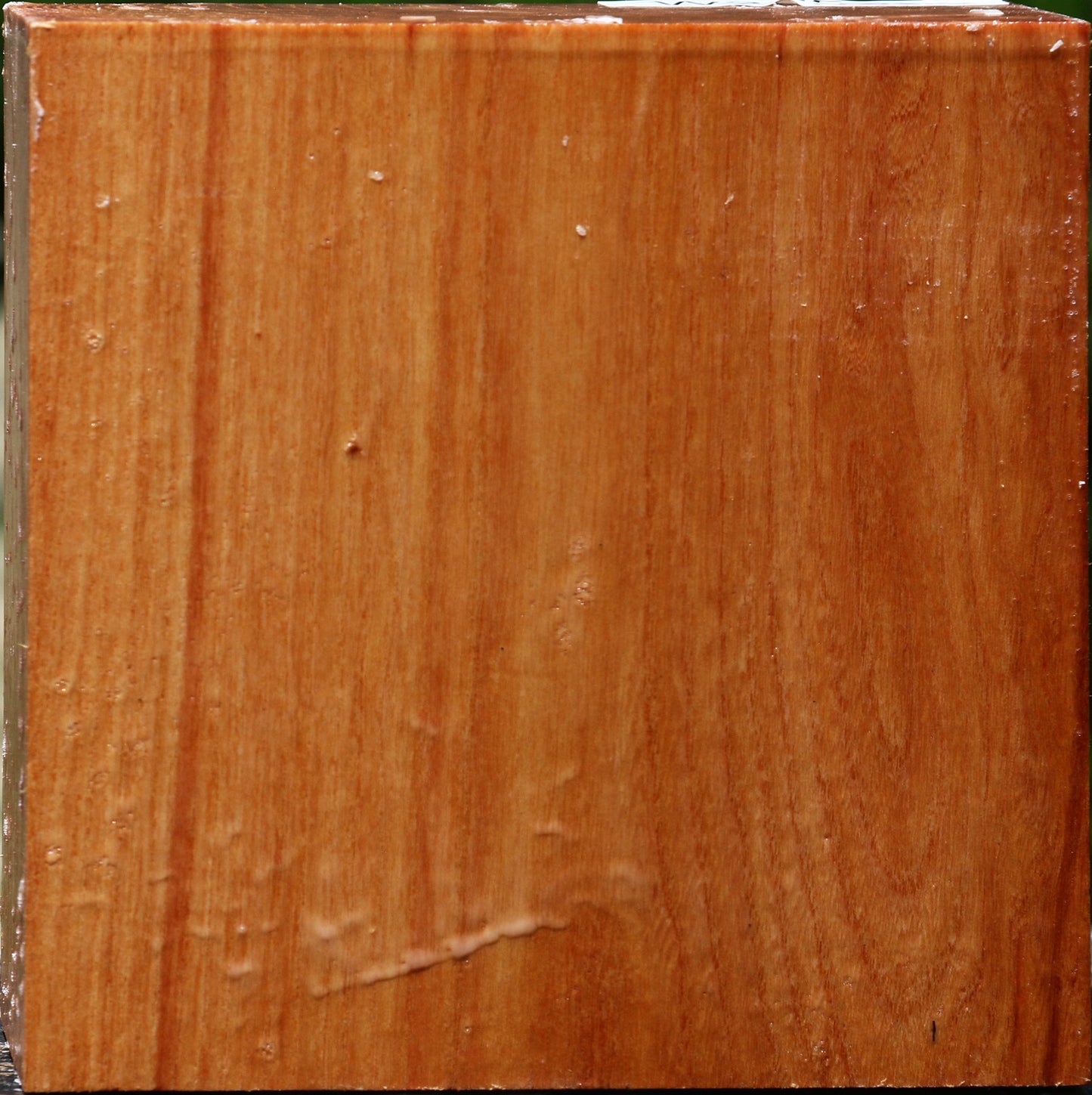 Chinese Elm Bowl Blank