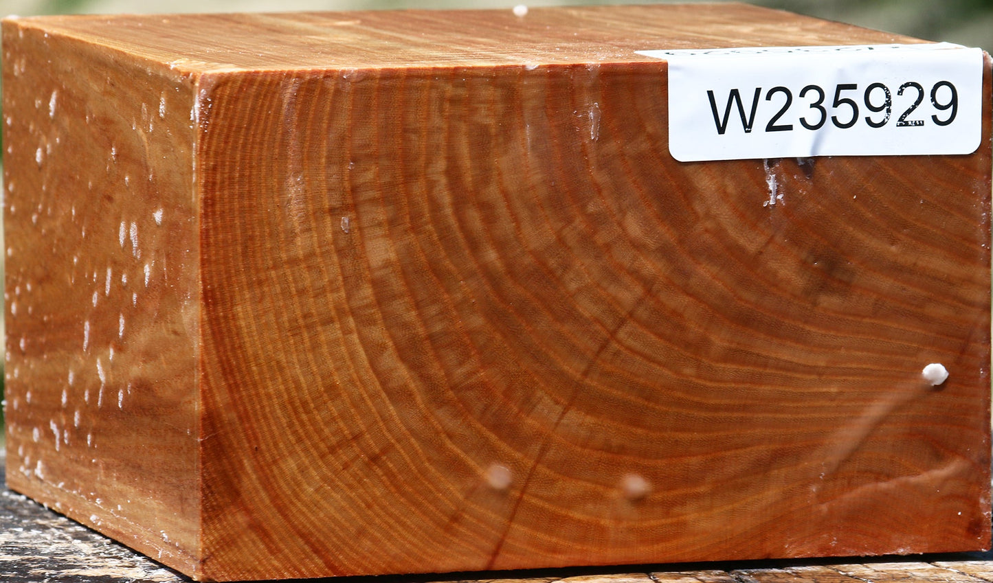 Chinese Elm Bowl Blank