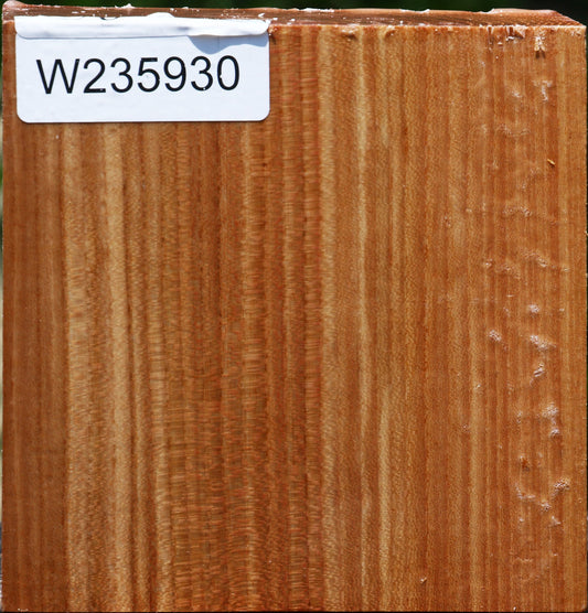 Chinese Elm Bowl Blank