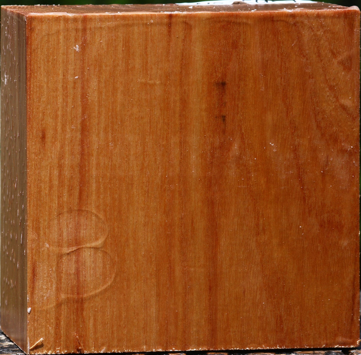 Chinese Elm Bowl Blank