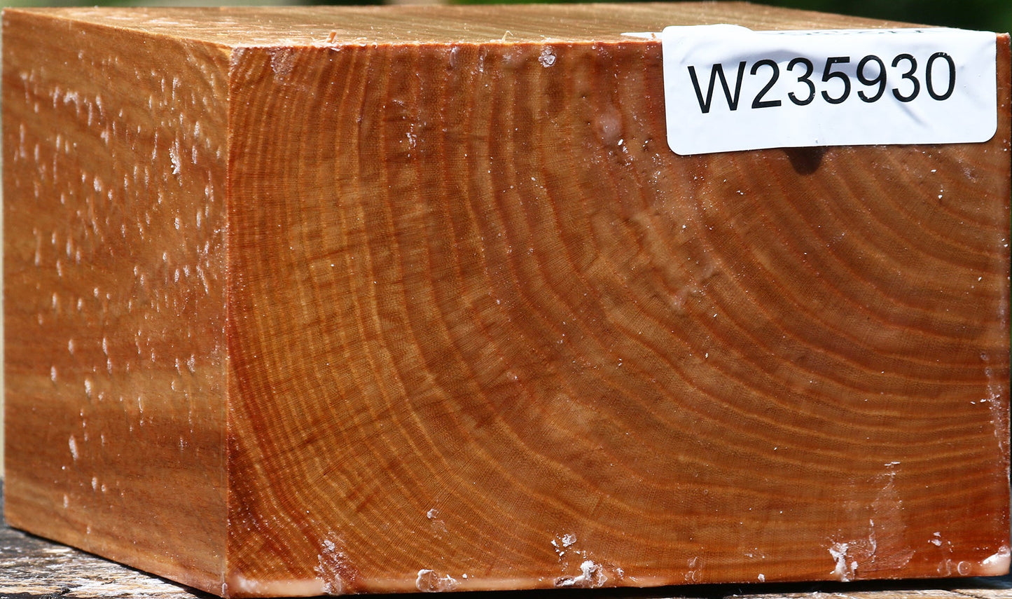 Chinese Elm Bowl Blank