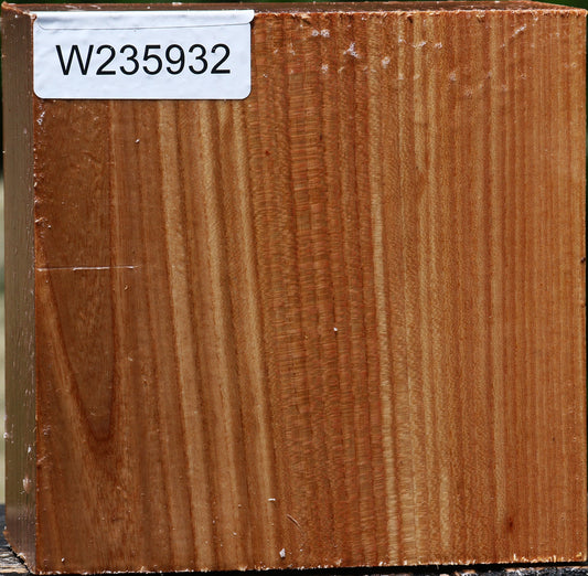 Chinese Elm Bowl Blank