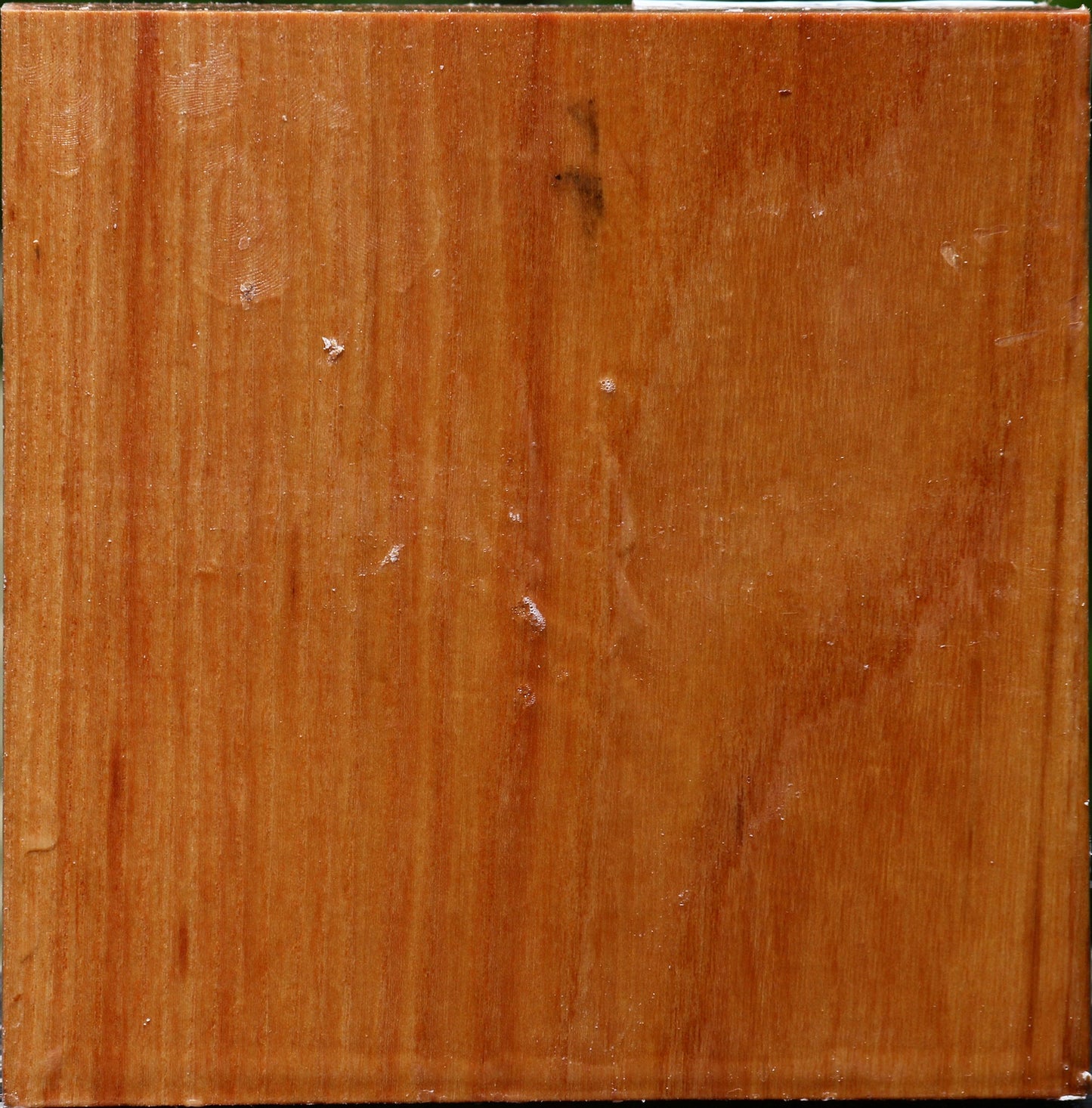 Chinese Elm Bowl Blank