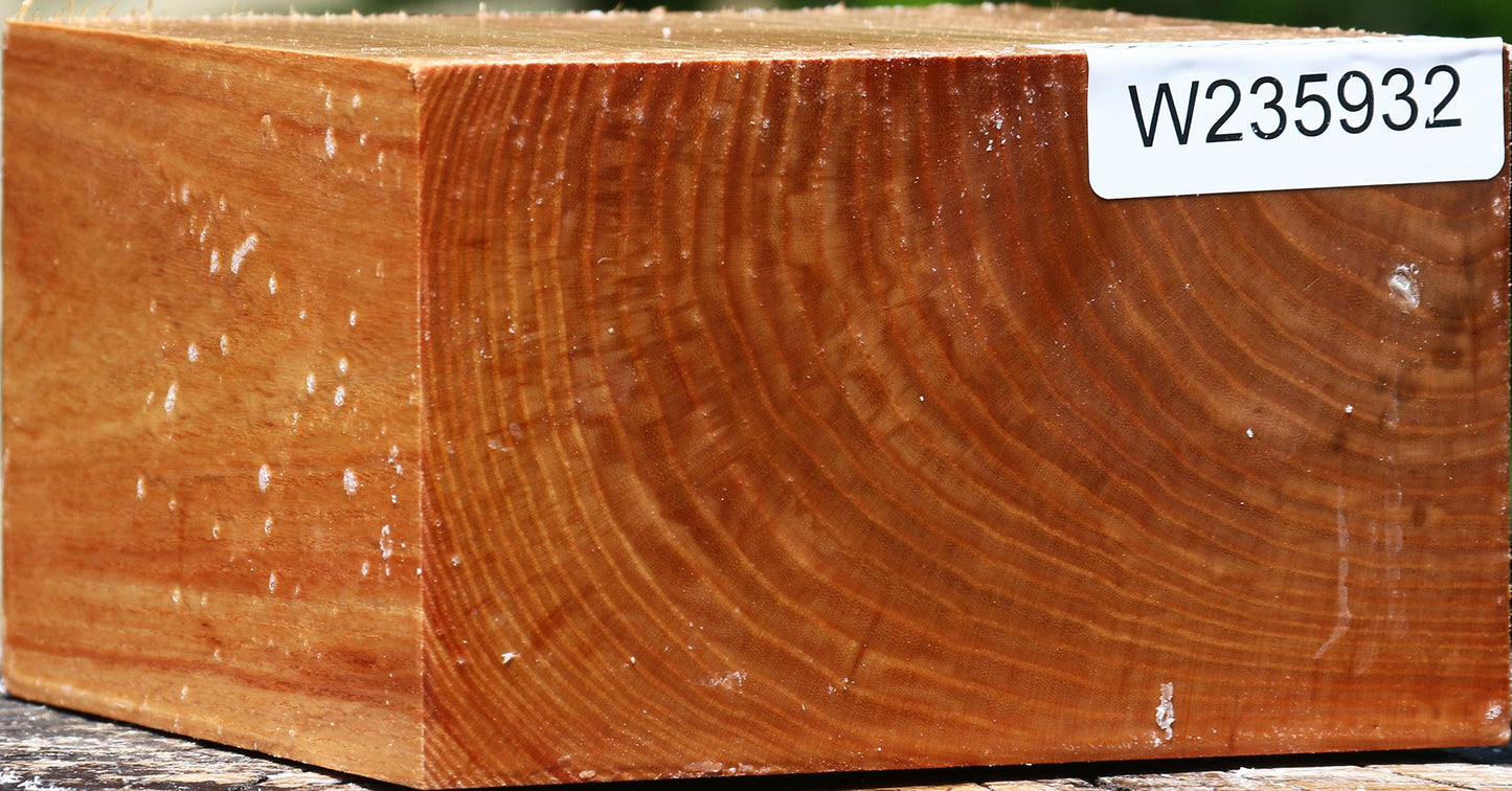 Chinese Elm Bowl Blank