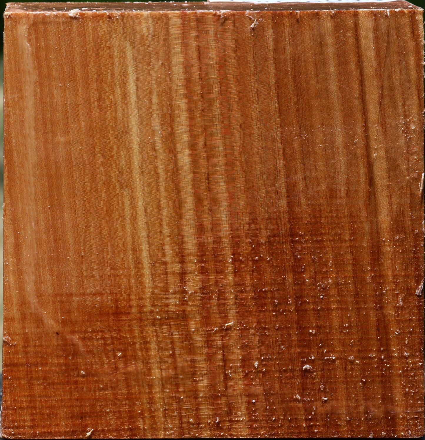 Chinese Elm Bowl Blank