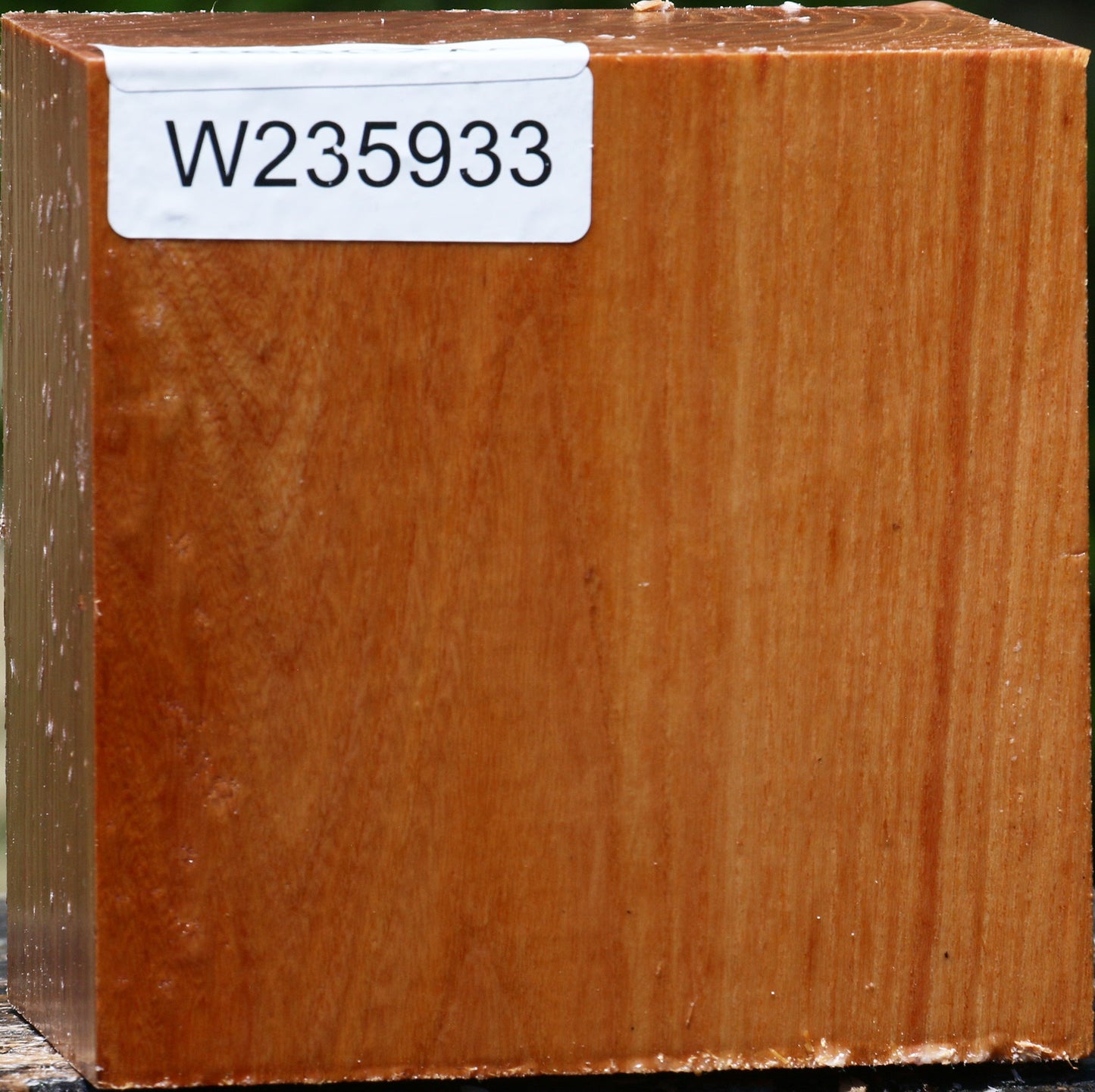 Chinese Elm Bowl Blank