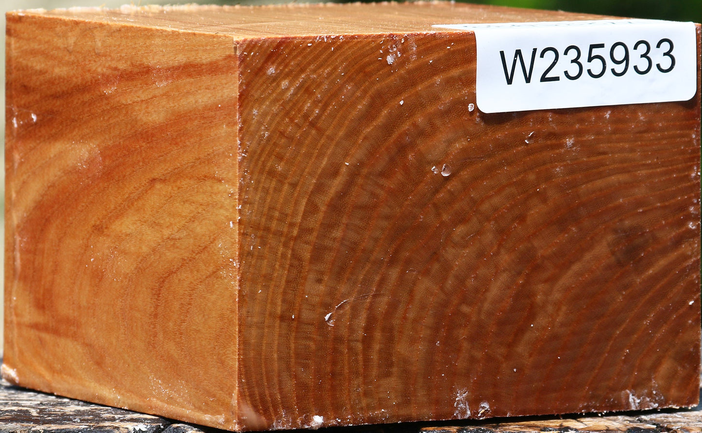 Chinese Elm Bowl Blank