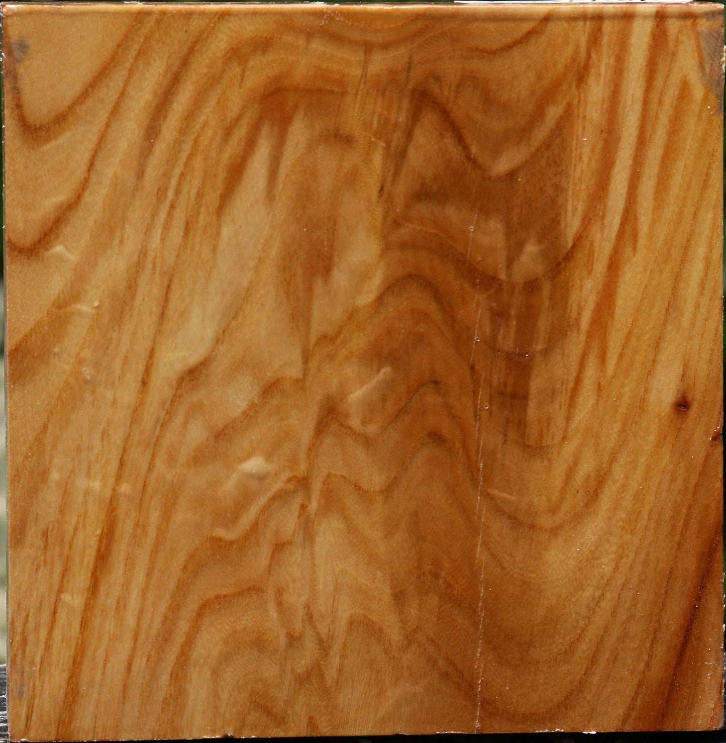 Figured Chinese Elm Bowl Blank