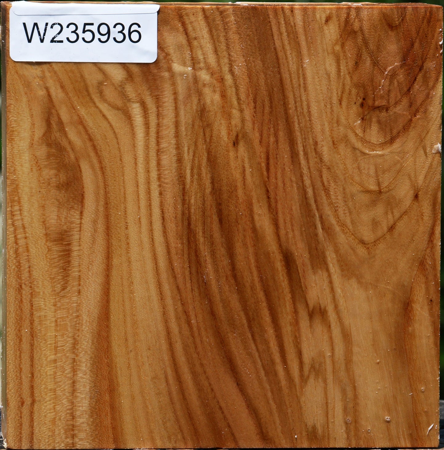 Figured Chinese Elm Bowl Blank