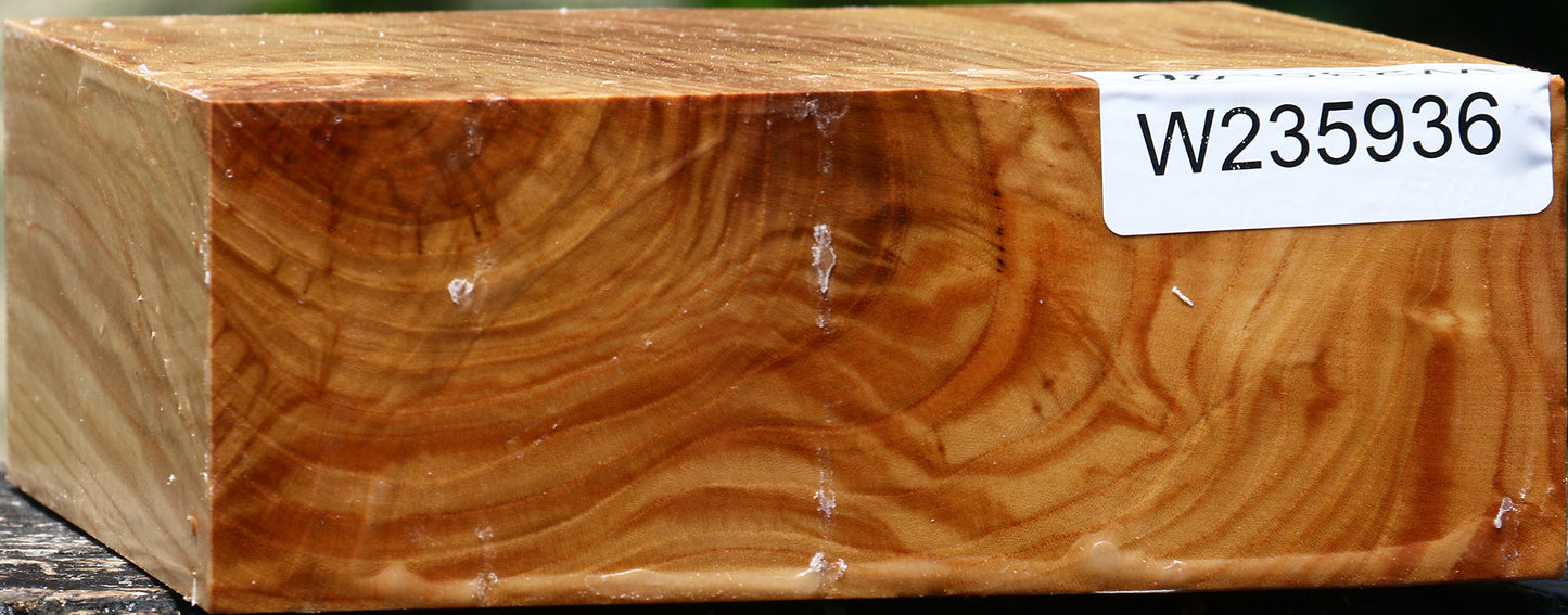 Figured Chinese Elm Bowl Blank