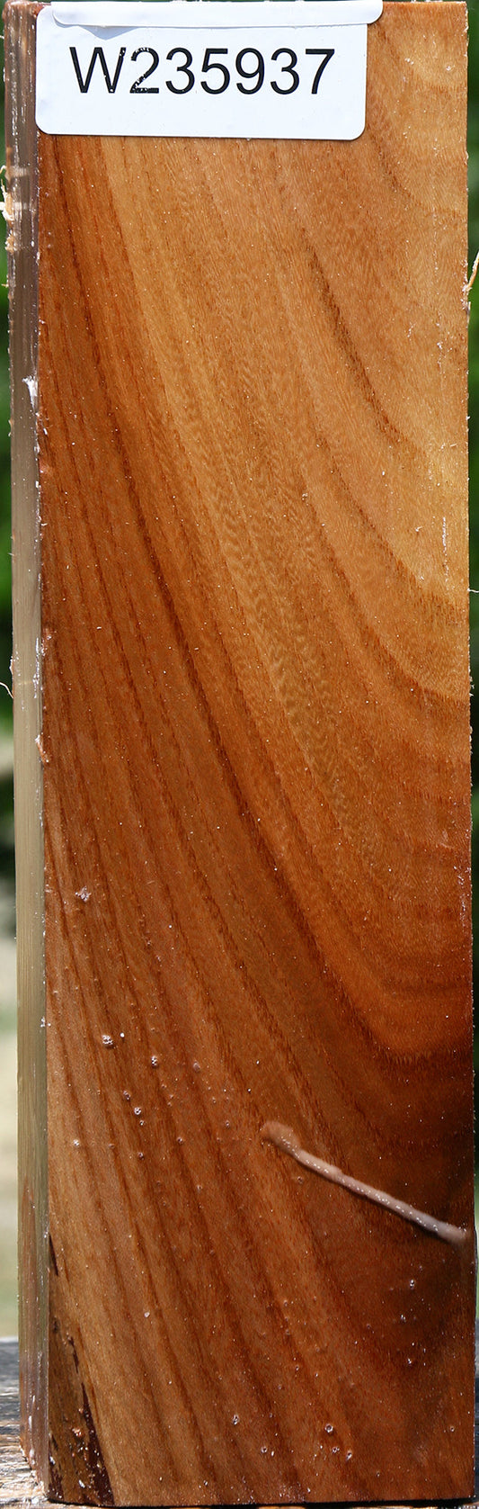 Chinese Elm Peppermill