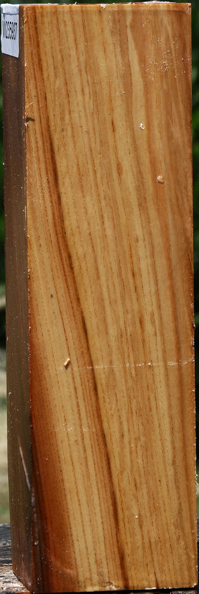 Chinese Elm Peppermill