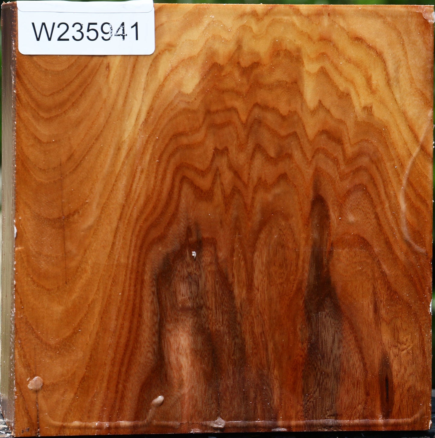 Figured Chinese Elm Bowl Blank