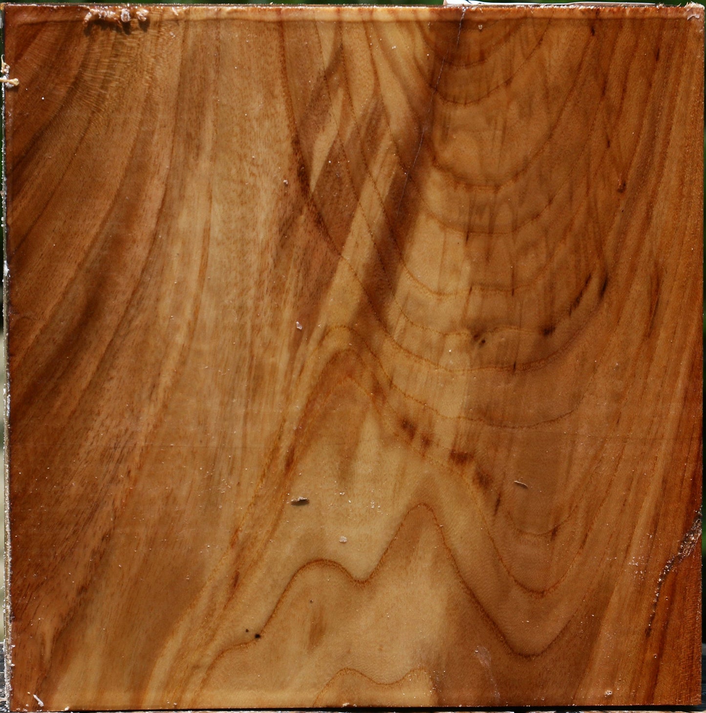 Figured Chinese Elm Bowl Blank