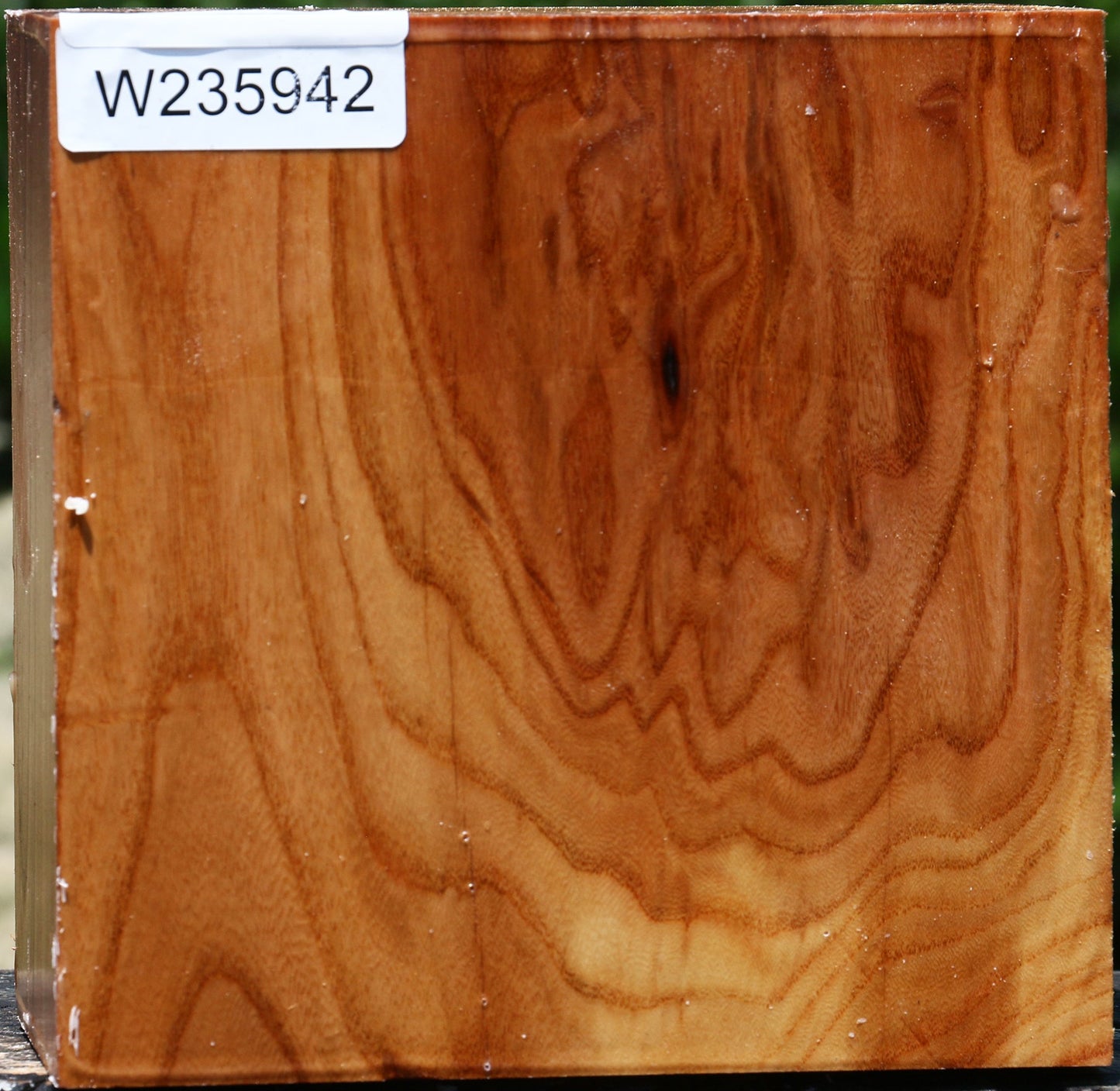 Figured Chinese Elm Bowl Blank