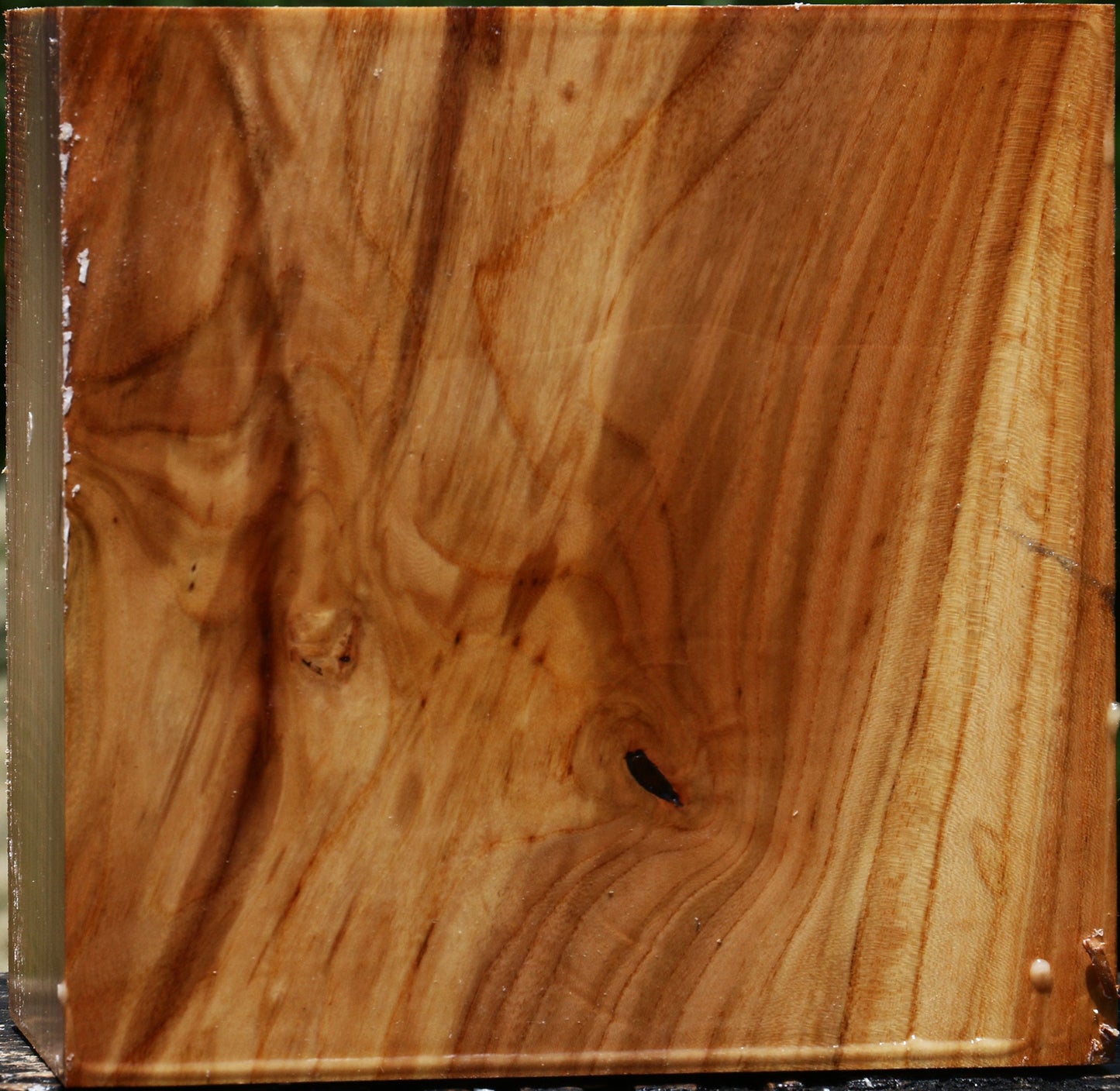 Figured Chinese Elm Bowl Blank