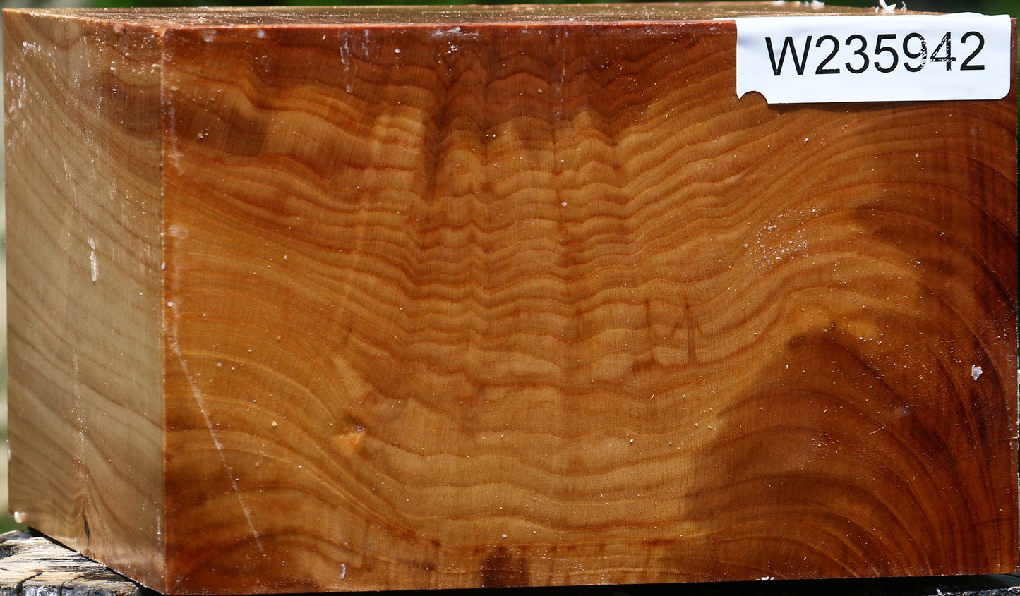 Figured Chinese Elm Bowl Blank