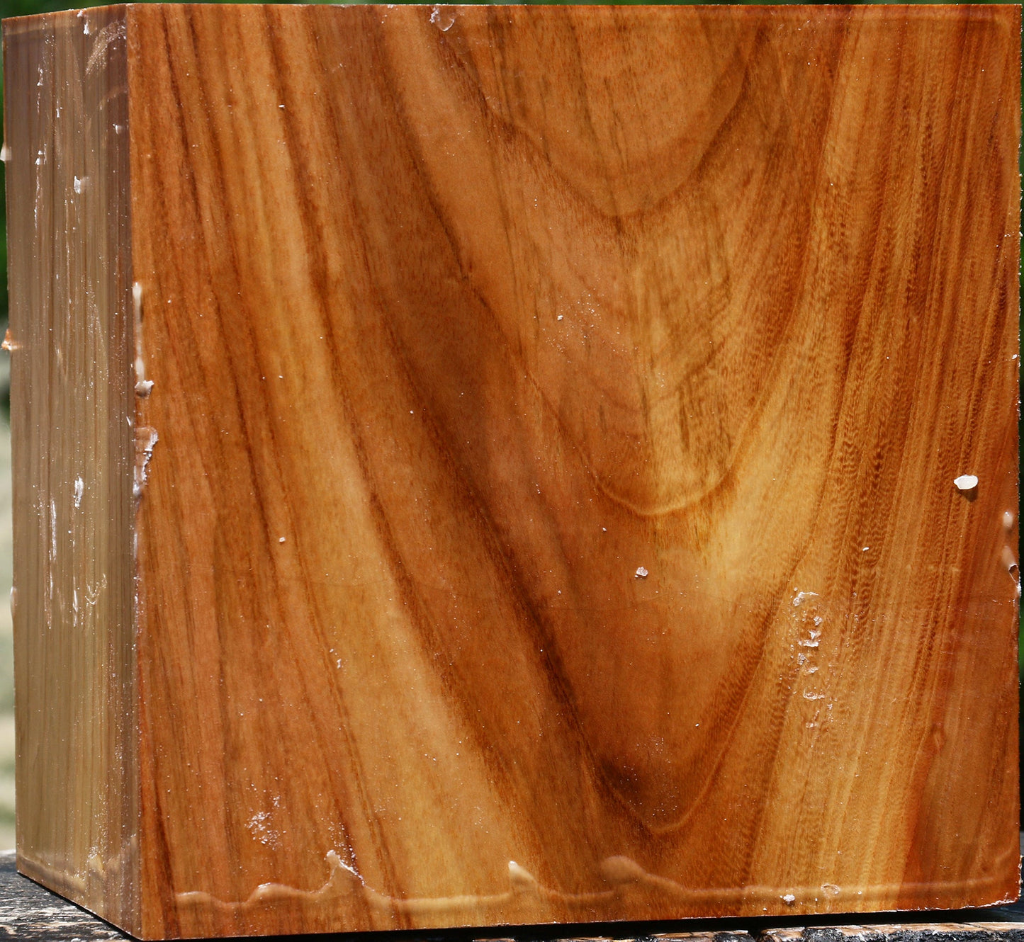 Figured Chinese Elm Bowl Blank