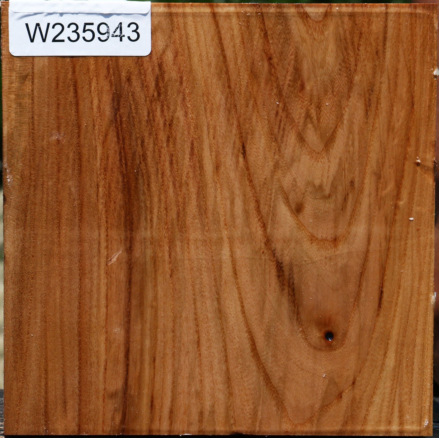 Figured Chinese Elm Bowl Blank