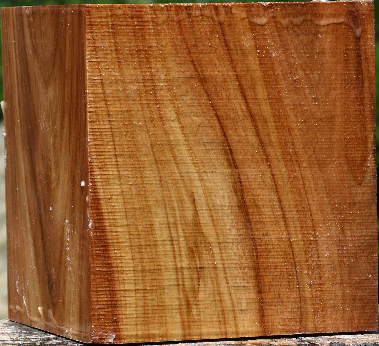 Figured Chinese Elm Bowl Blank